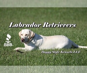 Labrador Retriever Dog Breeder near BARDSTOWN, KY, USA