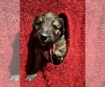 Small #3 Breeder Profile image