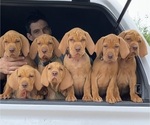 Small breeder photo