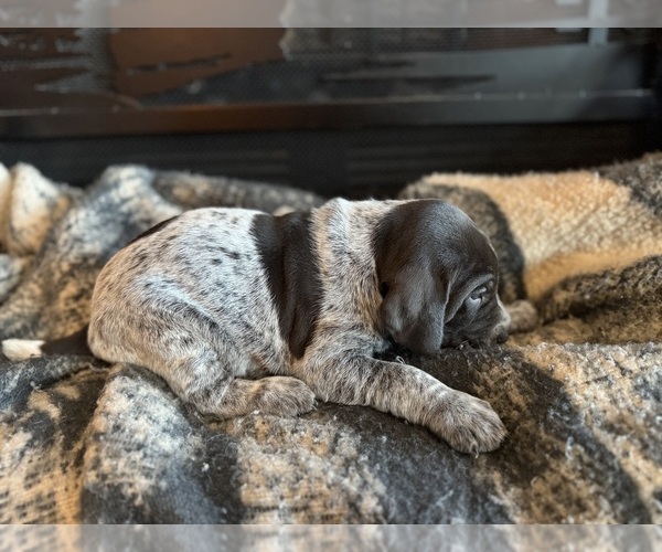 Medium Photo #8  Breeder Profile in BOONVILLE, IN, USA