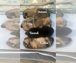 Small #4 Breeder Profile image