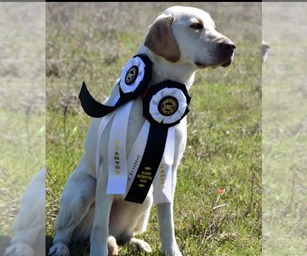 Medium Photo #4  Breeder Profile in MOUNT AIRY, NC, USA