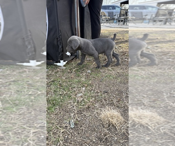 Medium Photo #9  Breeder Profile in STUART, IA, USA