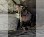 Small #17 Breeder Profile image