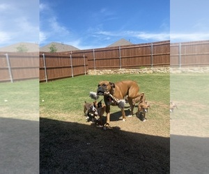 Boxer Dog Breeder near LAVON, TX, USA