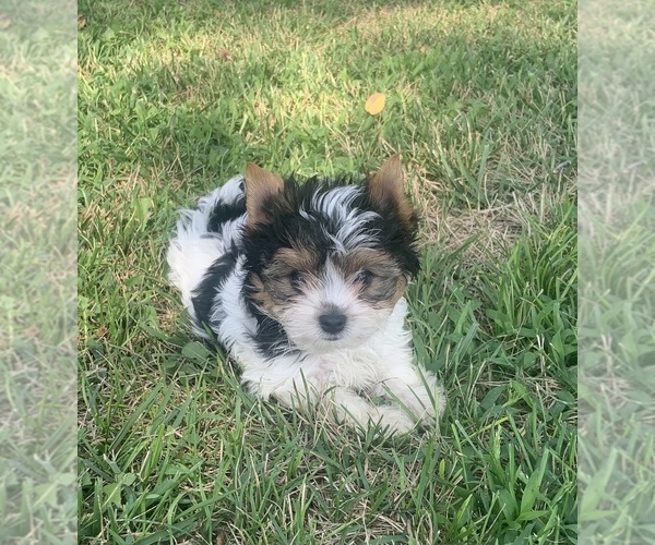 Medium Photo #3  Breeder Profile in MARYSVILLE, KS, USA