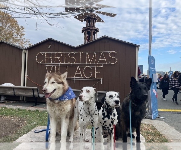 Medium Photo #60  Breeder Profile in FREDERICK, MD, USA