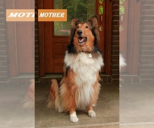 Collie-Poodle (Miniature) Mix Dog Breeder near PERU, IN, USA
