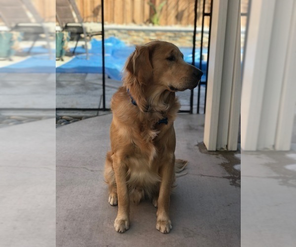 Medium Photo #27  Breeder Profile in BLUE SPRINGS, MO, USA