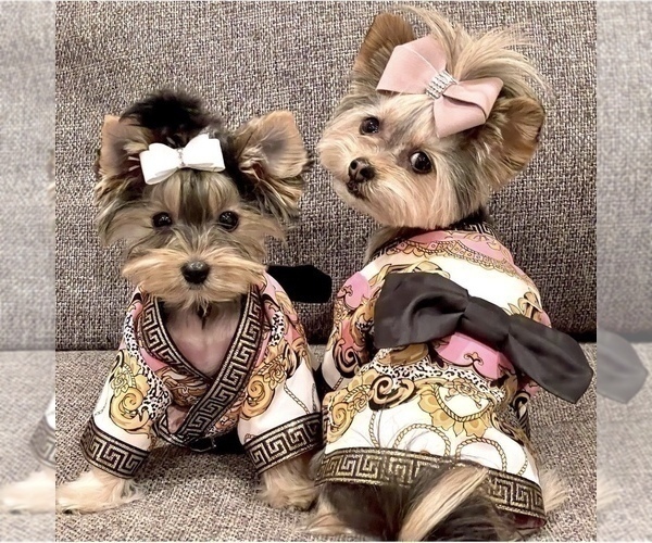 Medium Photo #13  Breeder Profile in CASSVILLE, MO, USA