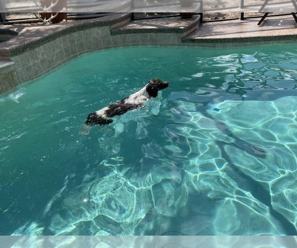 Medium Photo #65  Breeder Profile in HORTENSE, GA, USA