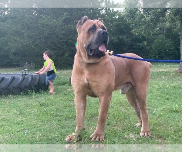 Medium Photo #22  Breeder Profile in MILANO, TX, USA