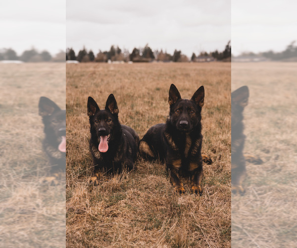 Medium Photo #1  Breeder Profile in SALEM, OR, USA