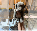 Small #8 Breeder Profile image