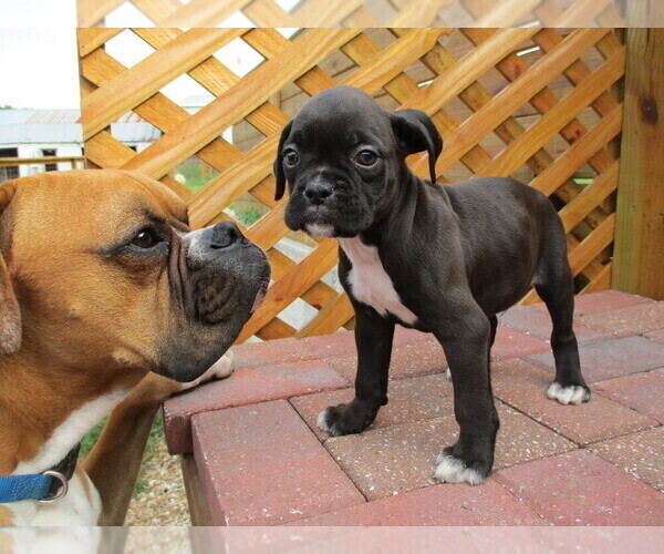 Medium Photo #7  Breeder Profile in CABOOL, MO, USA