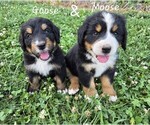 Small #4 Breeder Profile image