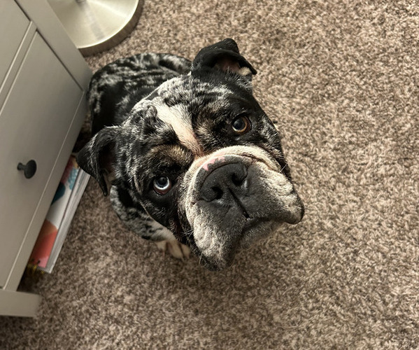 Medium Photo #1  Breeder Profile in COSTA MESA, CA, USA