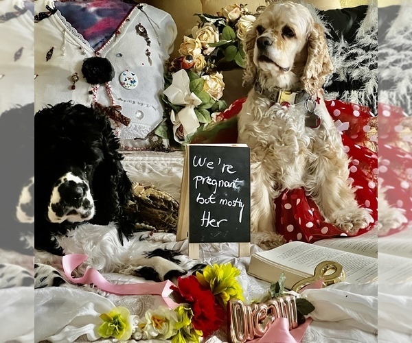 Medium Photo #1  Breeder Profile in LAKE RIDGE, VA, USA