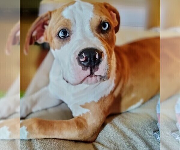 Medium Photo #1  Breeder Profile in MARIETTA, GA, USA
