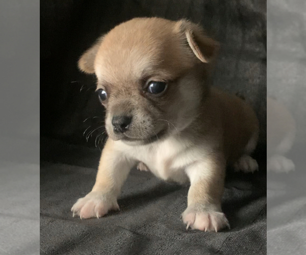 Medium Photo #5  Breeder Profile in ADAMSVILLE, TN, USA