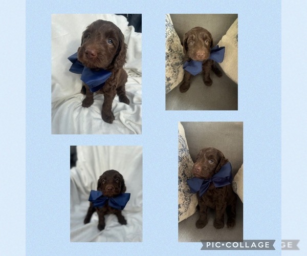 Medium Photo #7  Breeder Profile in CHARLOTTE, NC, USA