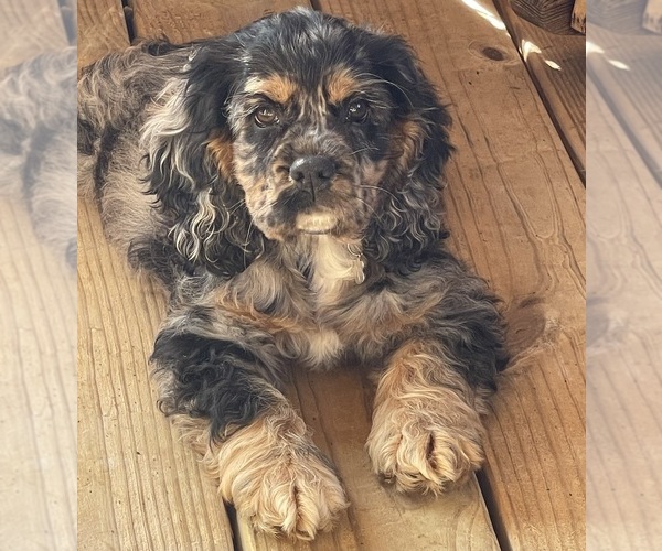 Medium Photo #3  Breeder Profile in JACKSONVILLE, TX, USA