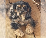 Small #2 Breeder Profile image