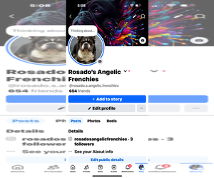 French Bulldog Dog Breeder near EASTON, PA, USA