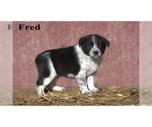 Medium Photo #24  Breeder Profile in CLARE, MI, USA