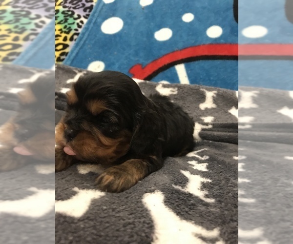 Medium Photo #11  Breeder Profile in PARKERS LAKE, KY, USA