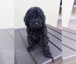 Small #10 Breeder Profile image