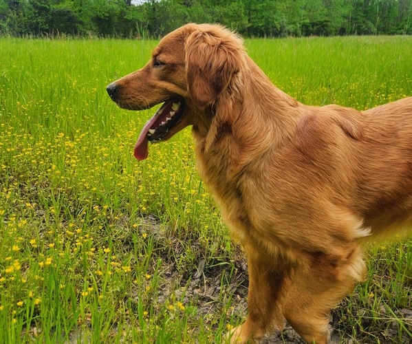 Medium Photo #4  Breeder Profile in ELMER, NJ, USA