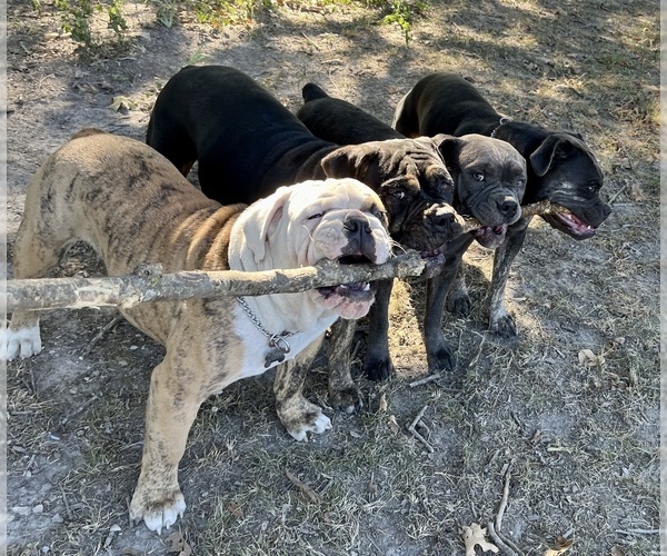 Medium Photo #3  Breeder Profile in VIOLA, AR, USA