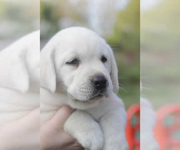 Medium Photo #1  Breeder Profile in OZONE, TN, USA