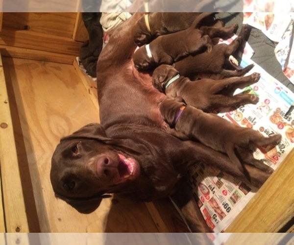 Medium Photo #1  Breeder Profile in COLLEGE STATION, TX, USA