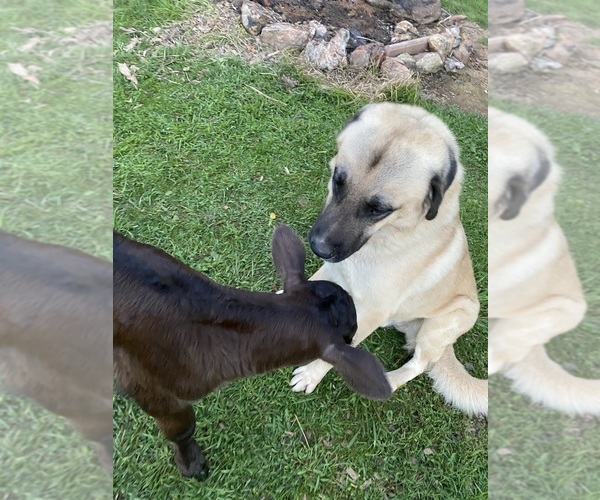 Medium Photo #5  Breeder Profile in CANDLER, NC, USA