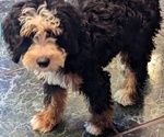 Small breeder photo