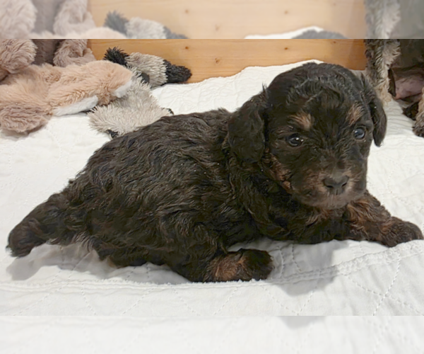 Medium Photo #2  Breeder Profile in MENTOR, OH, USA