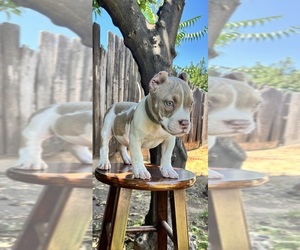 American Bully Dog Breeder near MODESTO, CA, USA