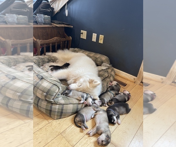 Medium Photo #29  Breeder Profile in FREDERICK, MD, USA