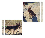 Small #7 Breeder Profile image