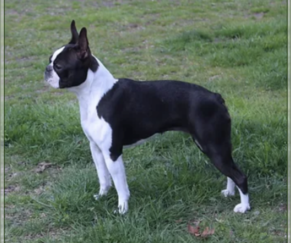 Medium Photo #3  Breeder Profile in PASADENA, MD, USA