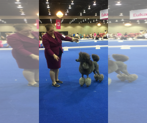 Main photo of Poodle (Standard) Dog Breeder near COLUMBUS, OH, USA