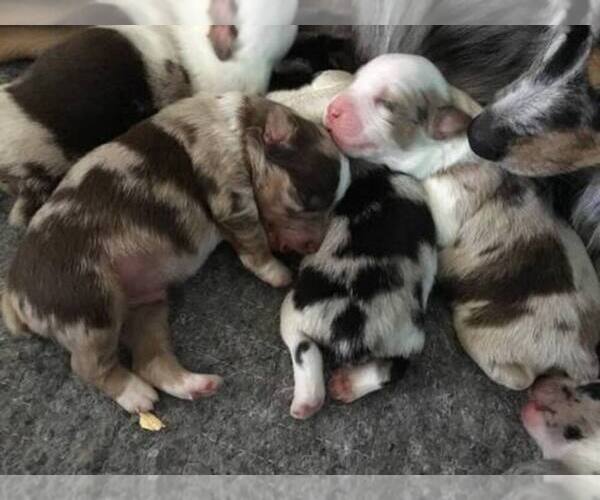 Medium Photo #1  Breeder Profile in NORFOLK, NE, USA