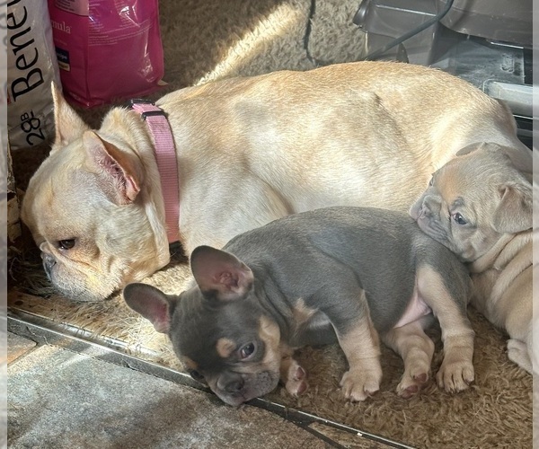 Medium Photo #24  Breeder Profile in BIG RAPIDS, MI, USA