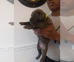 Small #4 Breeder Profile image