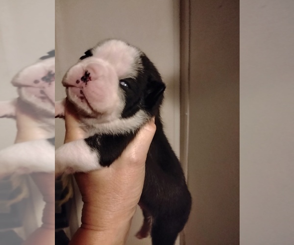 Medium Photo #1  Breeder Profile in NEW WAVERLY, TX, USA