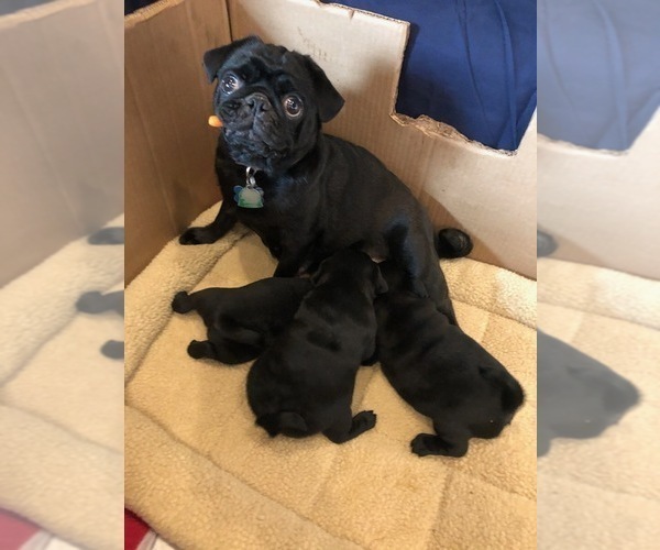 Medium Photo #1  Breeder Profile in EAST ORCHARD MESA, CO, USA
