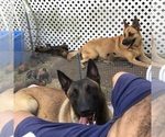 Small #1 Breeder Profile image