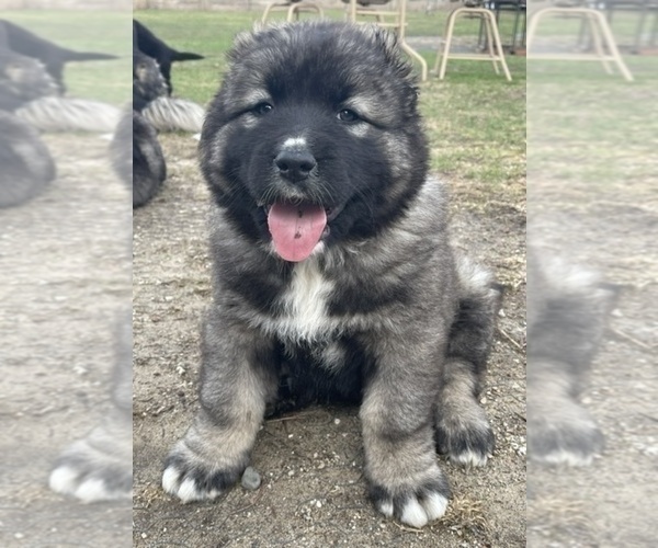 Medium Photo #36  Breeder Profile in TWINING, MI, USA